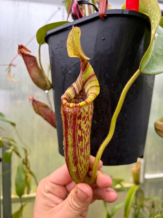 Nepenthes [(lowii x veitchii) x boschiana] x mollis 15cm