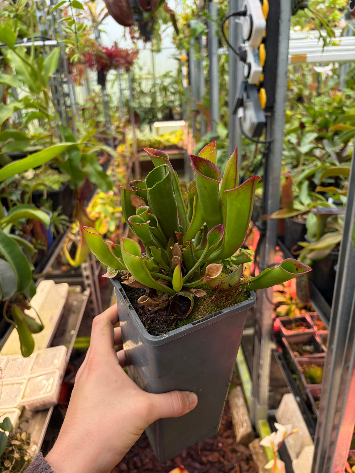 Heliamphora sarracenoides (5 growpoints)