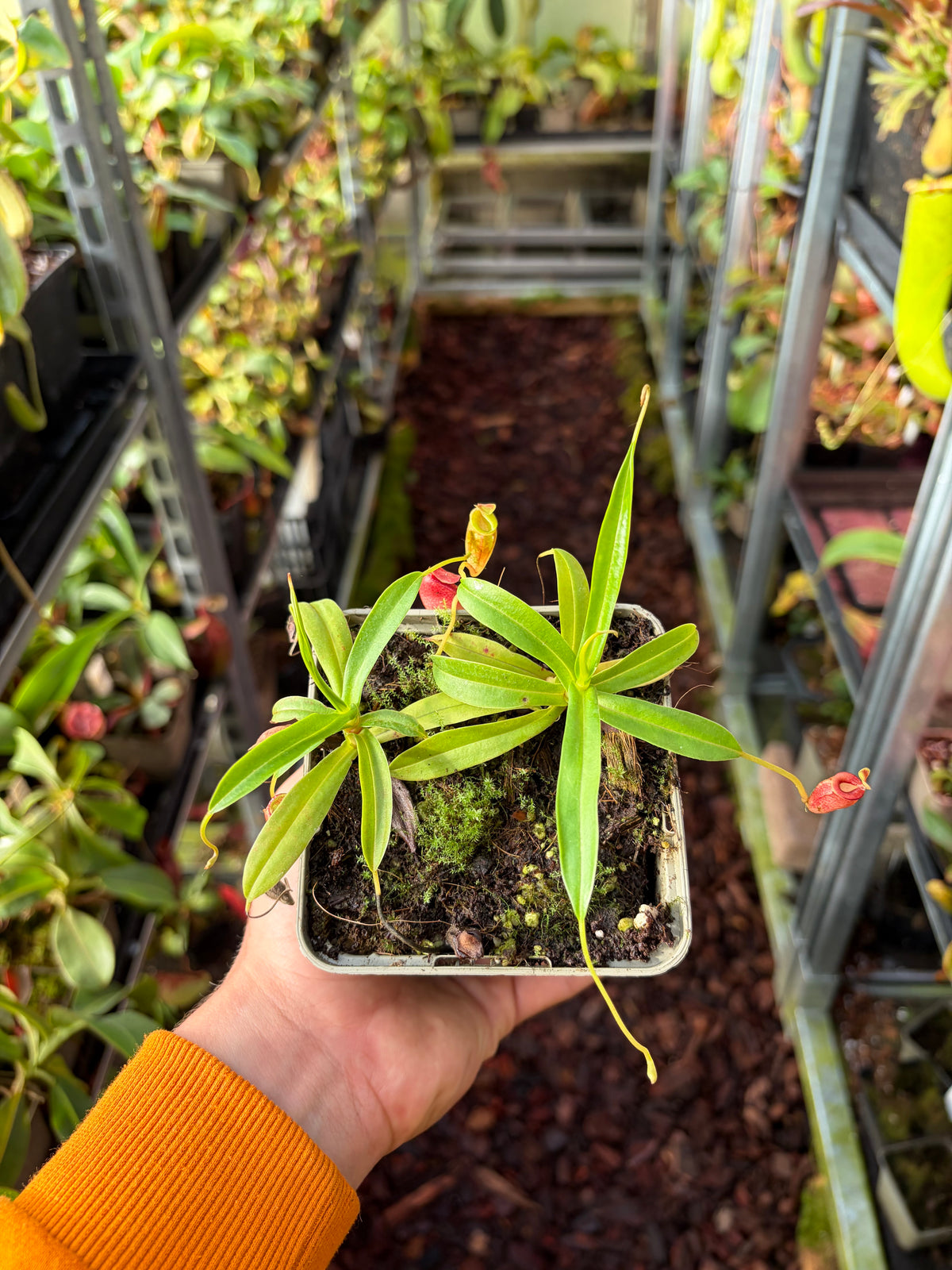 Nepenthes jacquelineae (BE-3874) 10cm