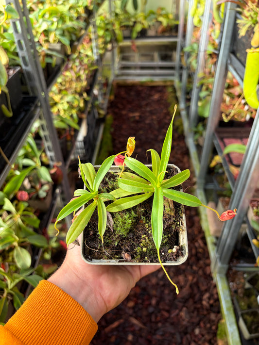 Nepenthes jacquelineae (BE-3874) 10cm