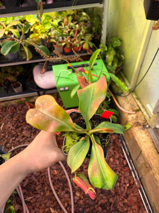 Nepenthes veitchii ‚M x M‘ #7 15cm