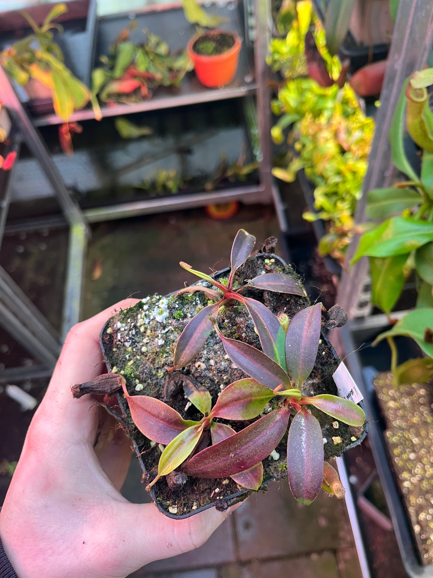Nepenthes boschiana ‚secumpang‘ x edwardsiana 10cm