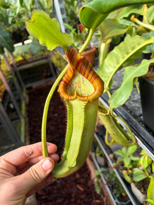 Nepenthes veitchii x (glandulifera x ephippiata) 40cm+