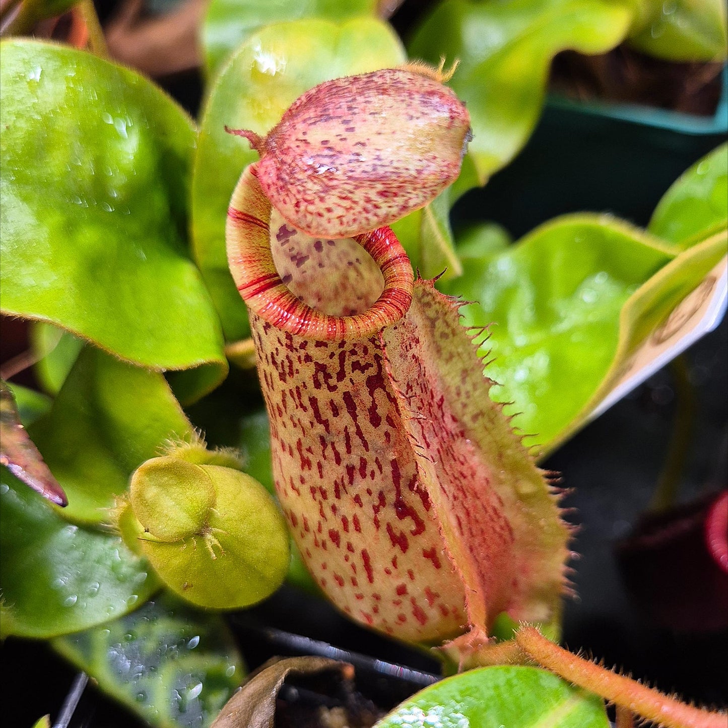 Népenthès (veitchii x burbidgeae) x (veitchii x campanulata) 10 cm