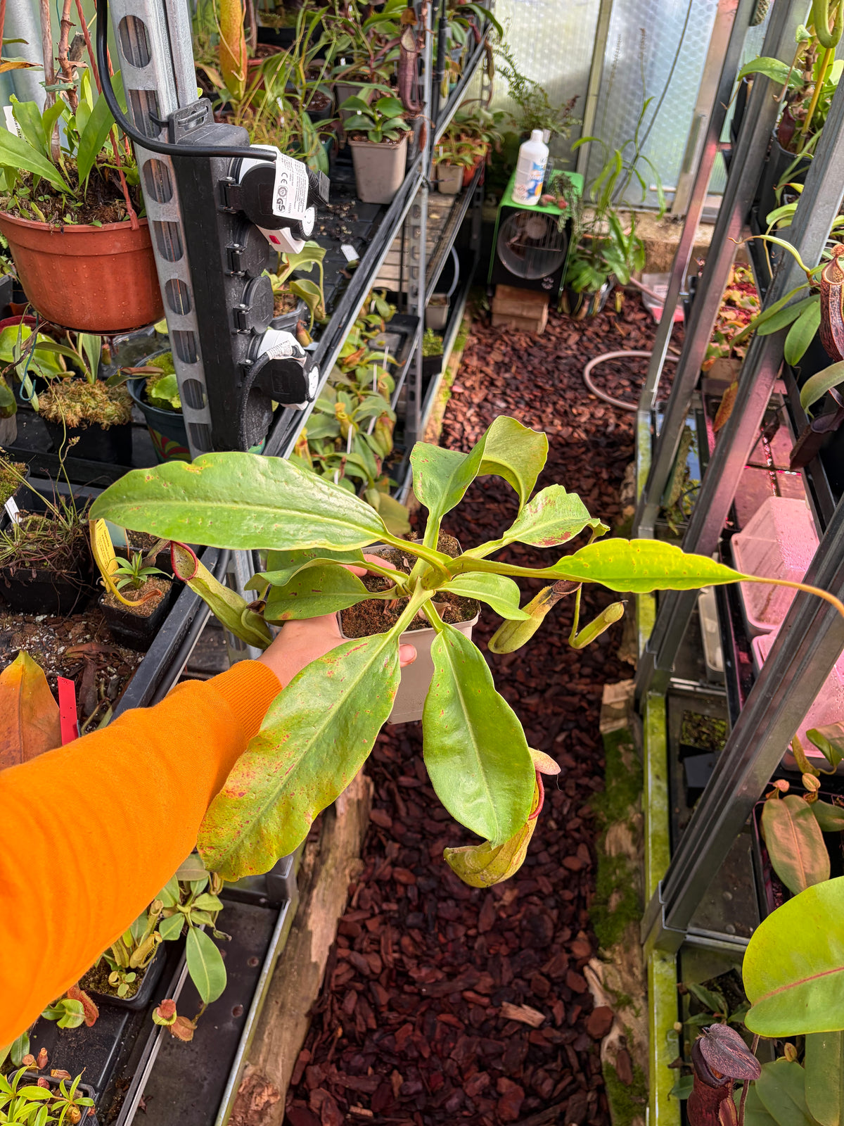 Nepenthes truncata x khasiana 40cm