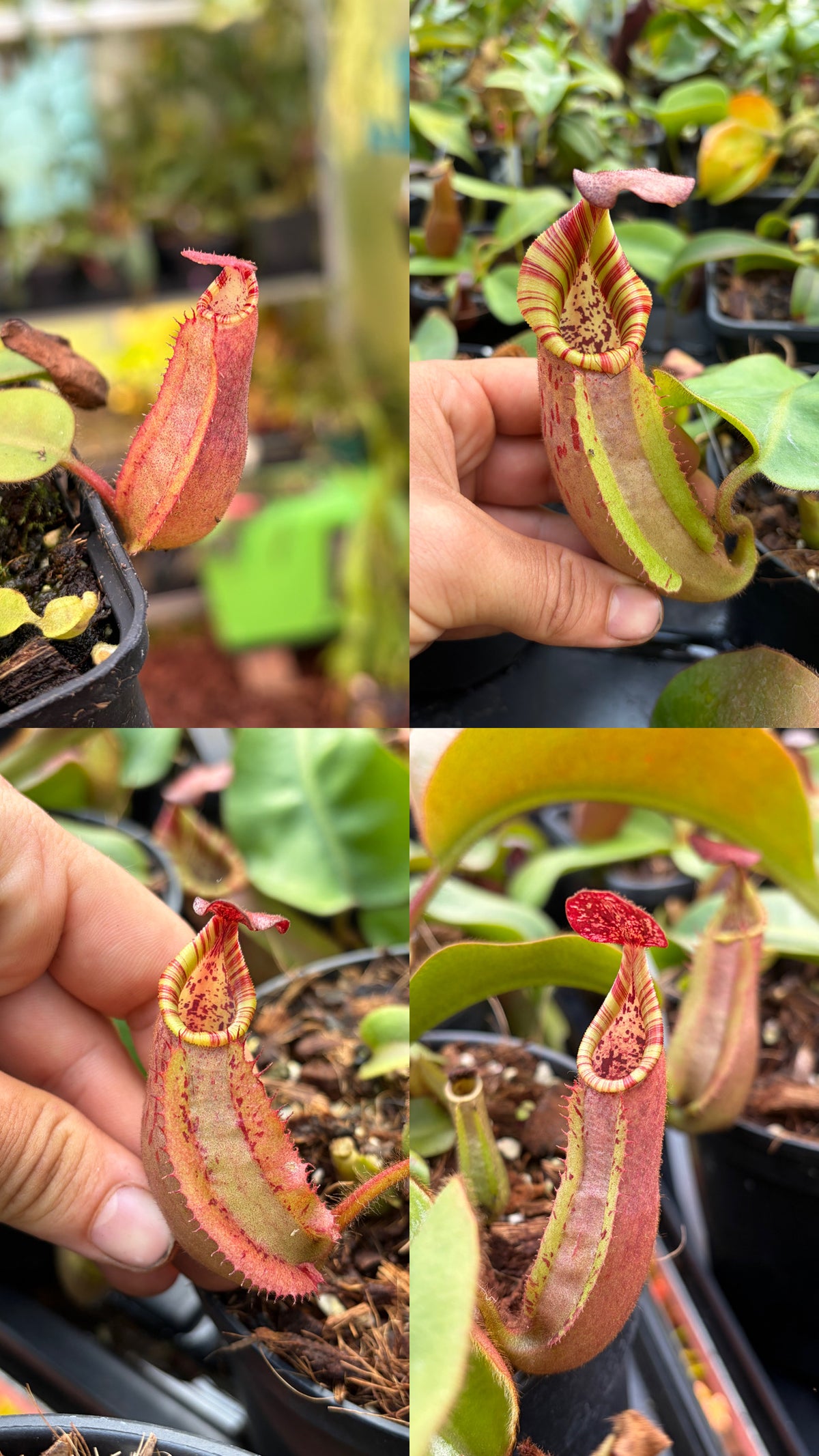 Nepenthes veitchii ‚candy x candy‘ 10cm