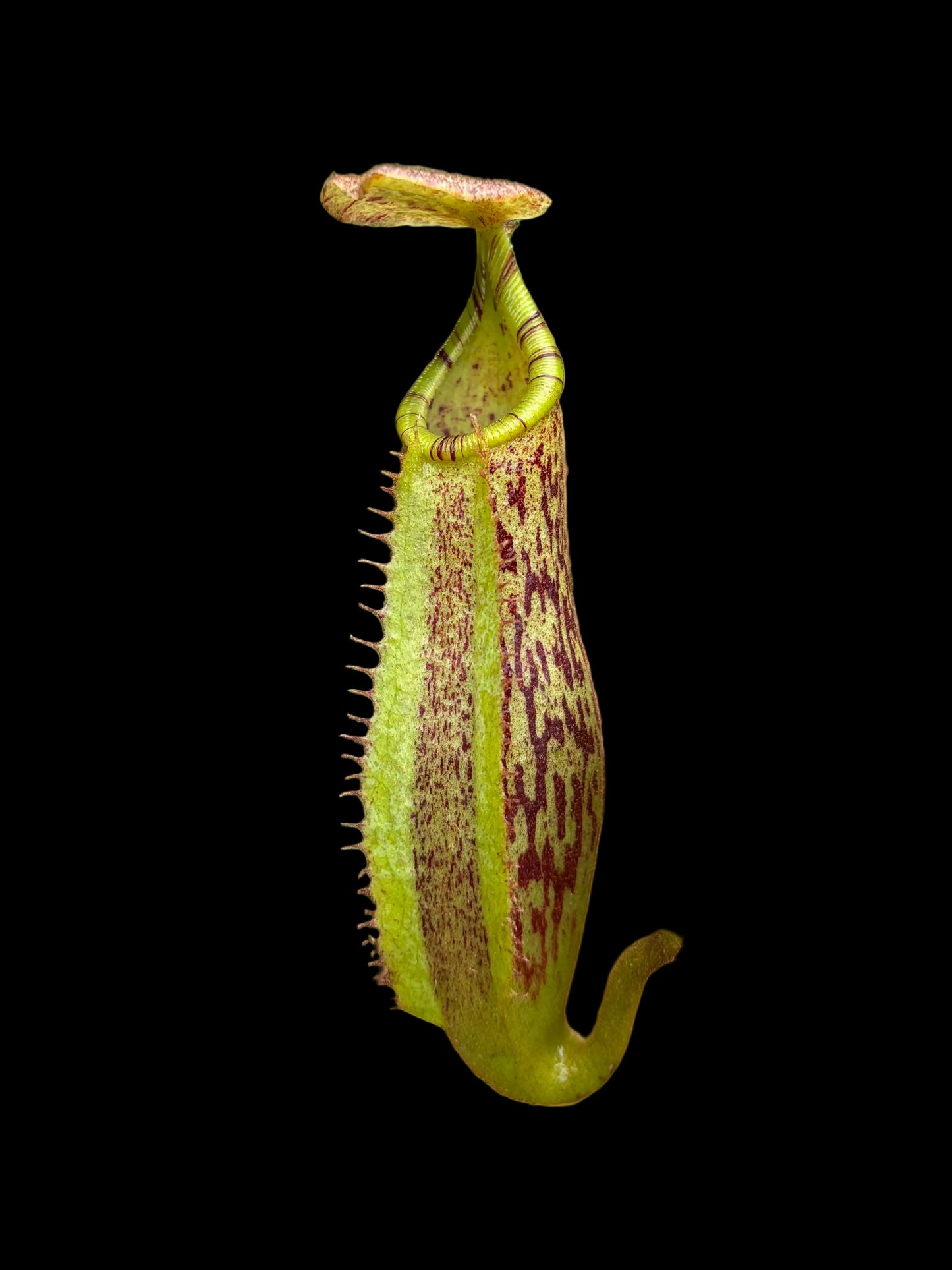 Népenthès (veitchii x burbidgeae) x [(lowii x veitchii) x truncata] 10 cm