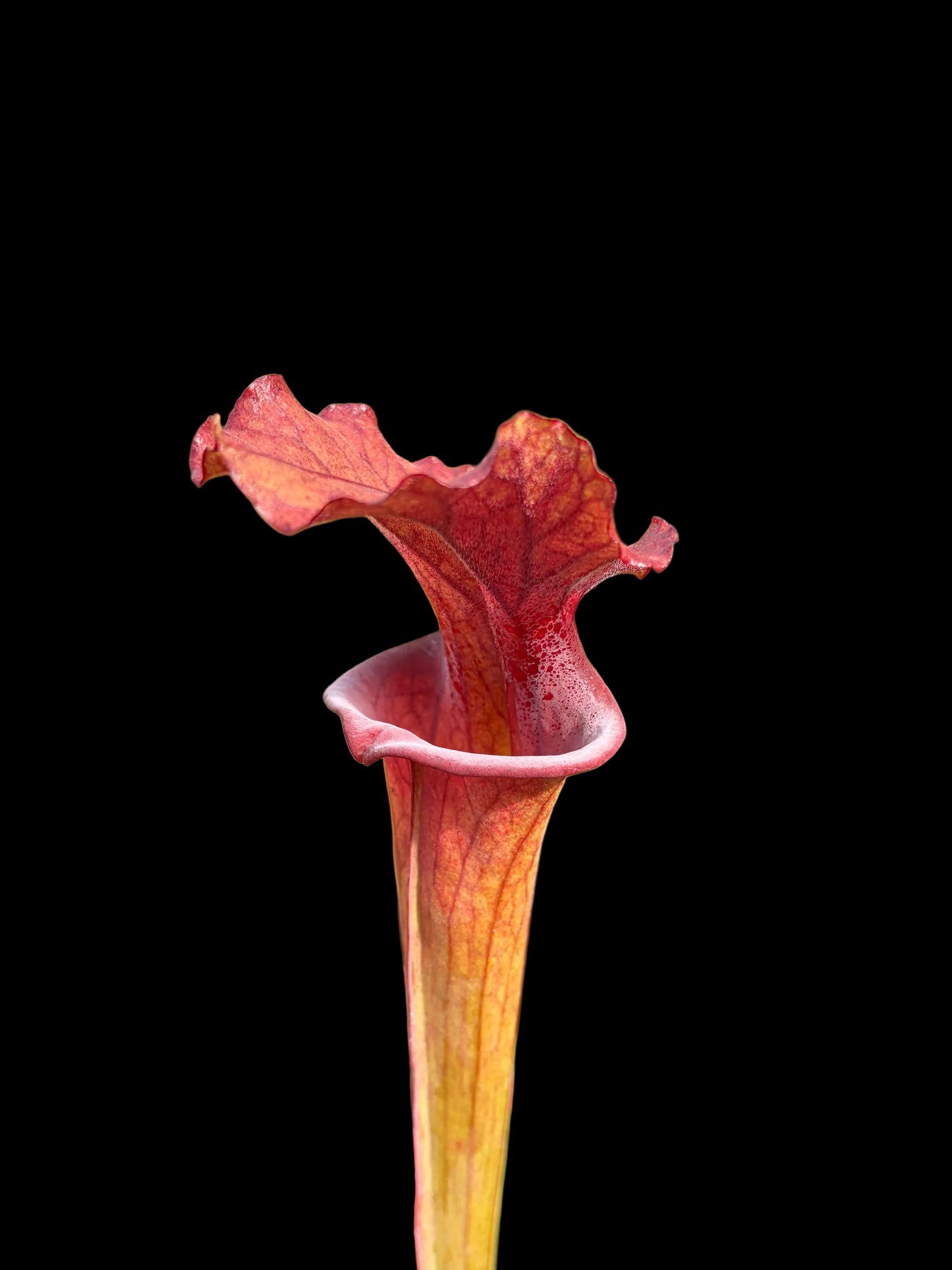Sarracenia hybrid #009