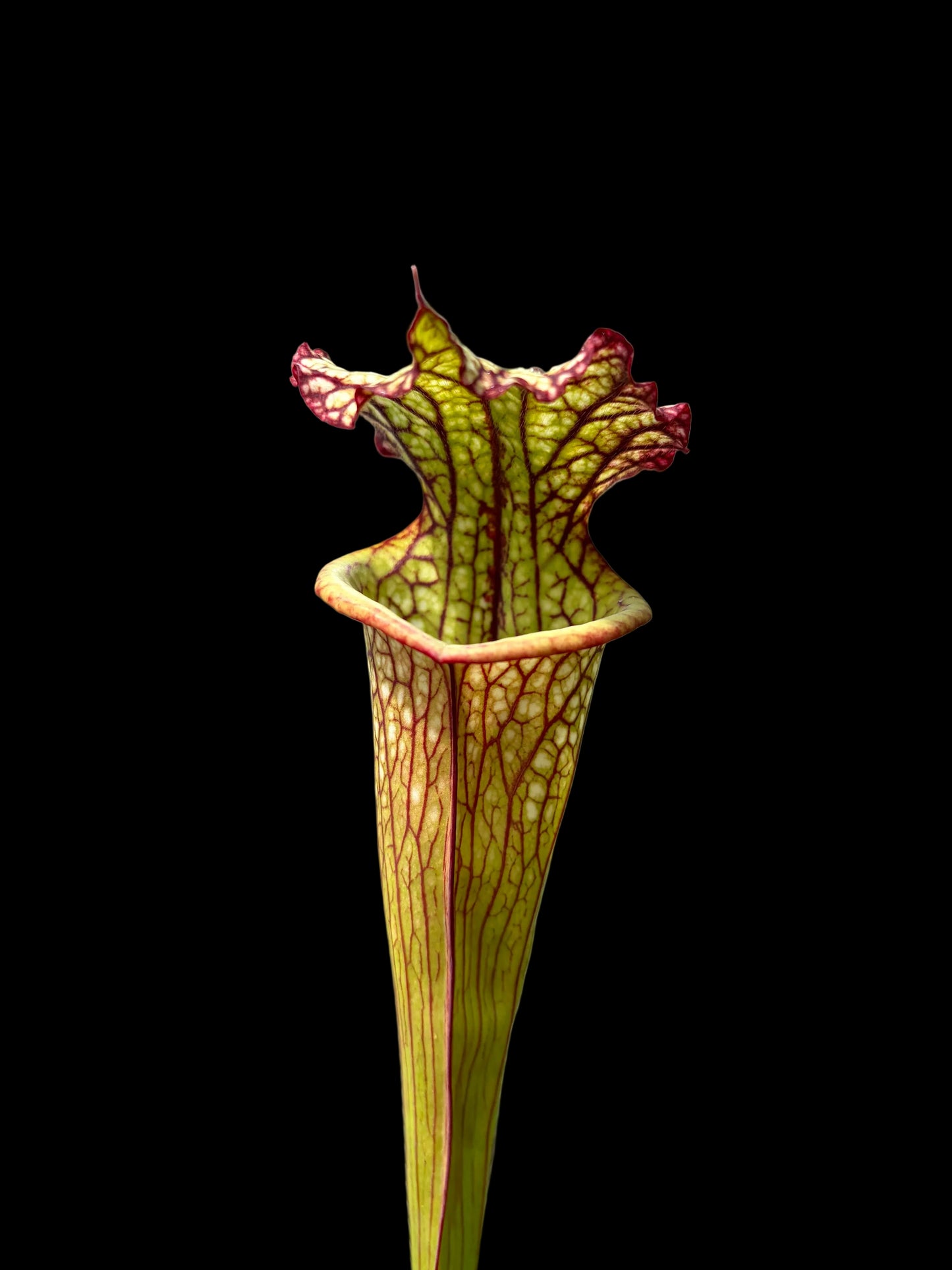 Sarracenia x Lynda Butt MK H10