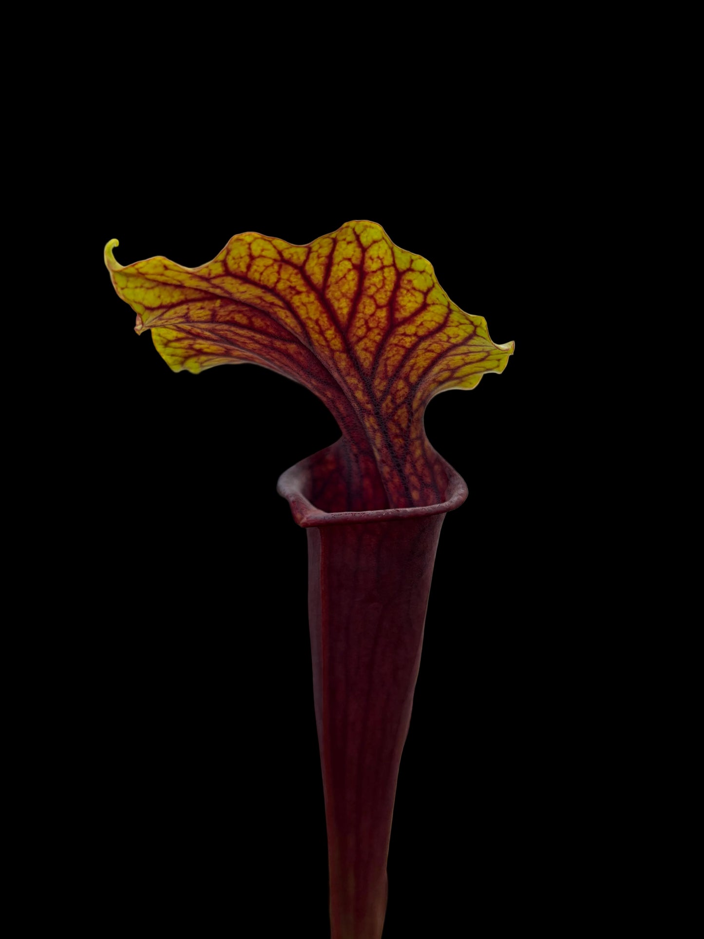 Sarracenia flava 'red tube' x alata 'Red Lid'