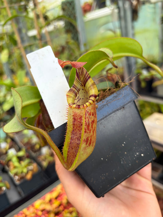 Nepenthes (lowii x veitchii) x (minima x mollis)