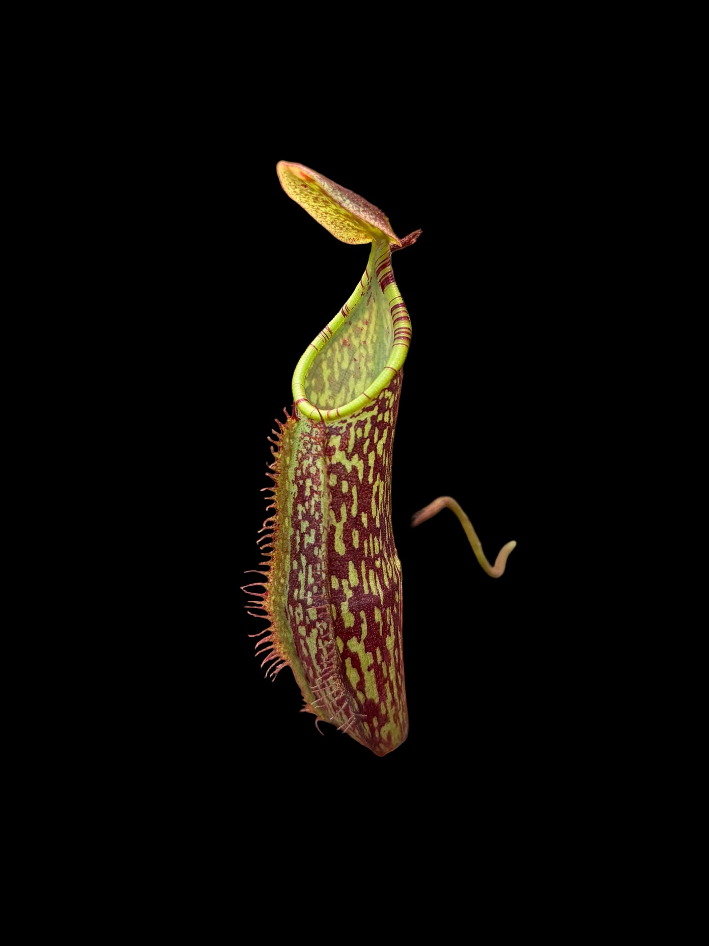 Nepenthes spectabilis ‚Bandahara‘ 7cm