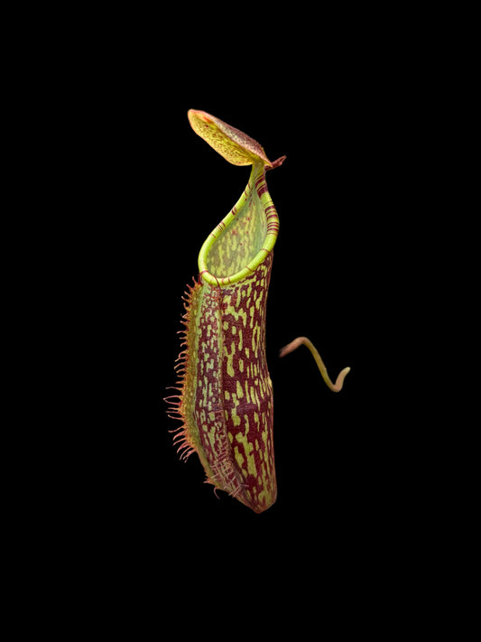 Nepenthes spectabilis ‚Bandahara‘ 7cm