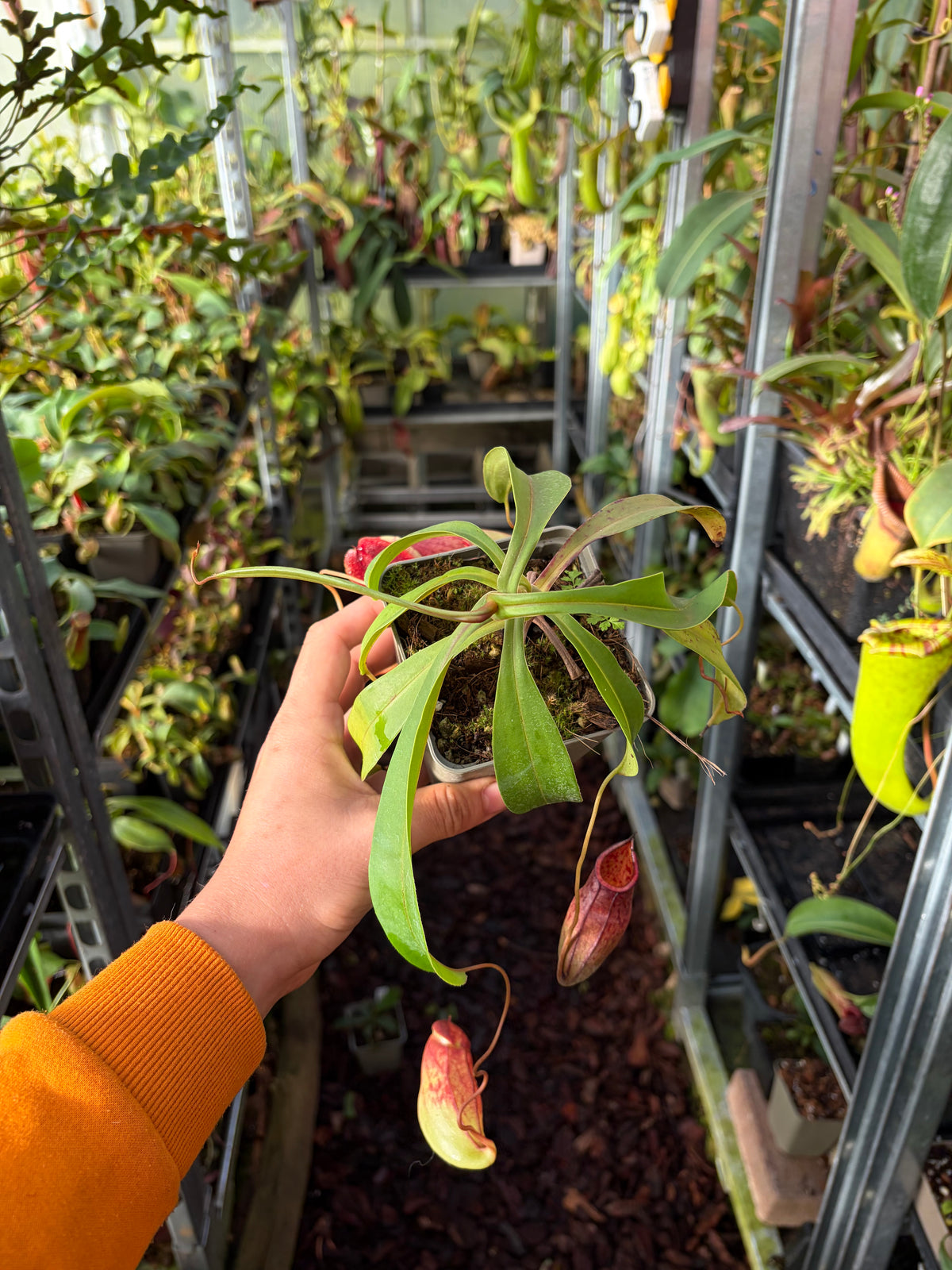 Nepenthes eustachya x tenuis (BE-3971) 15cm