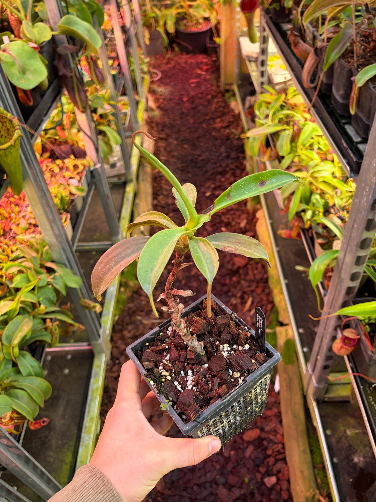 Nepenthes lowii x spathulata ‚SG‘ 20cm