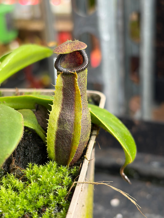 Nepenthes bongso x edwardsiana 10-15cm