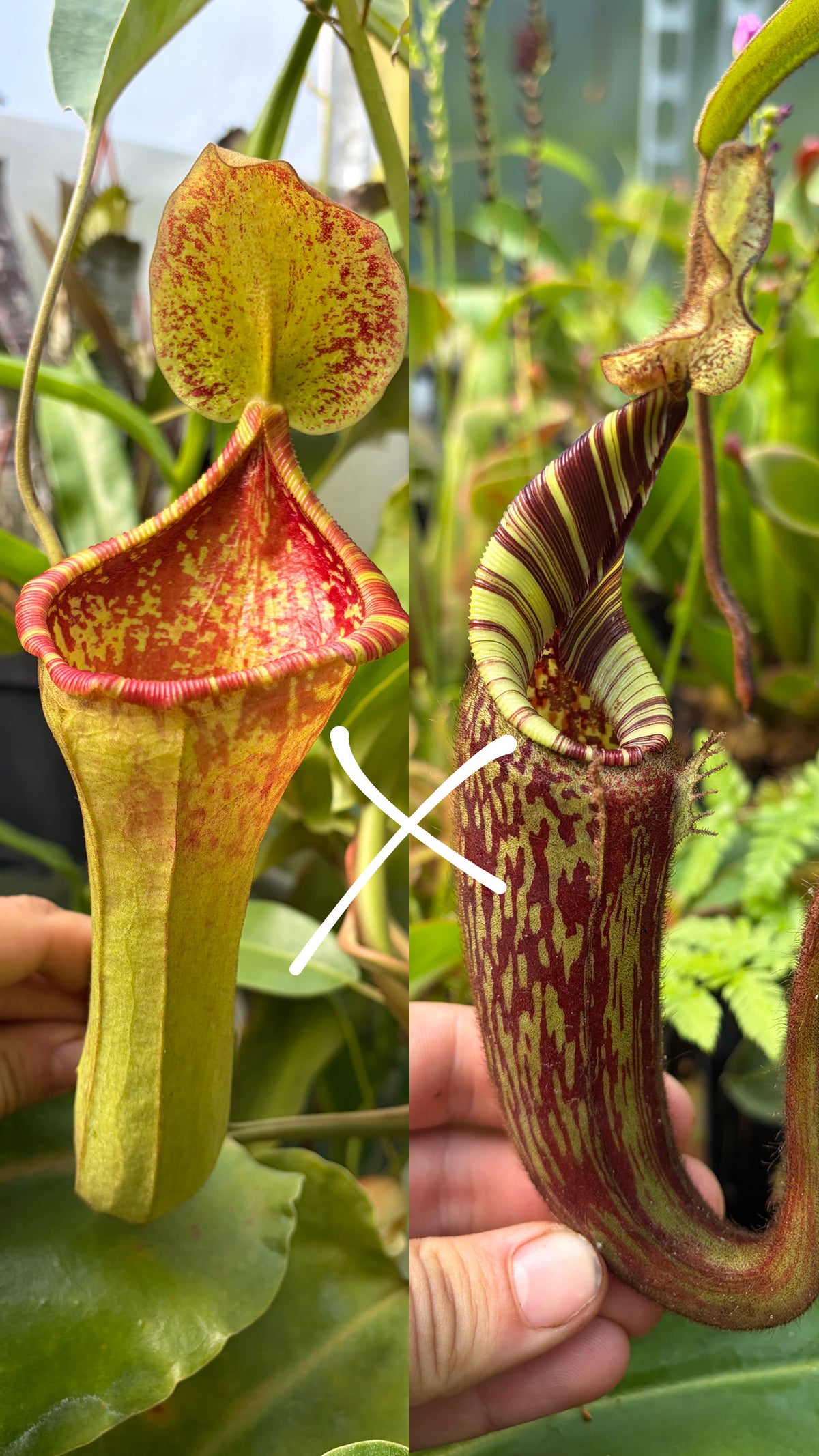 Nepenthes (lowii x boschiana) x mollis 5cm