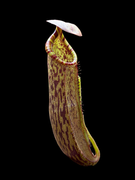 Nepenthes (spathulata x spectabilis) x (platychila x boschiana) 20cm