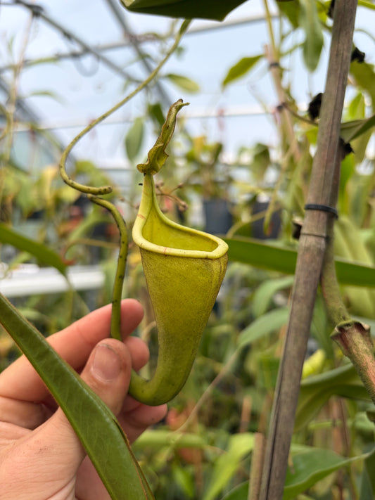Nepenthes eymae ‚Tambusisi‘ ‚female - rooted cutting‘