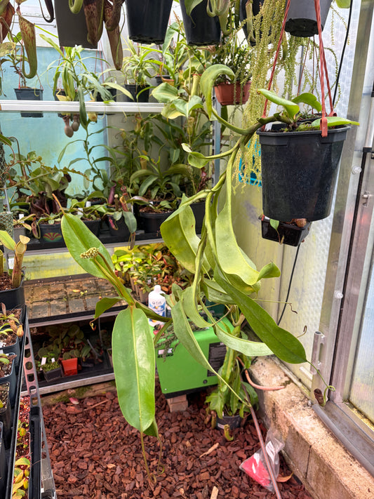 Nepenthes (platychila x burbidgeae) x (platychila x boschiana) ‚female’ 50cm+