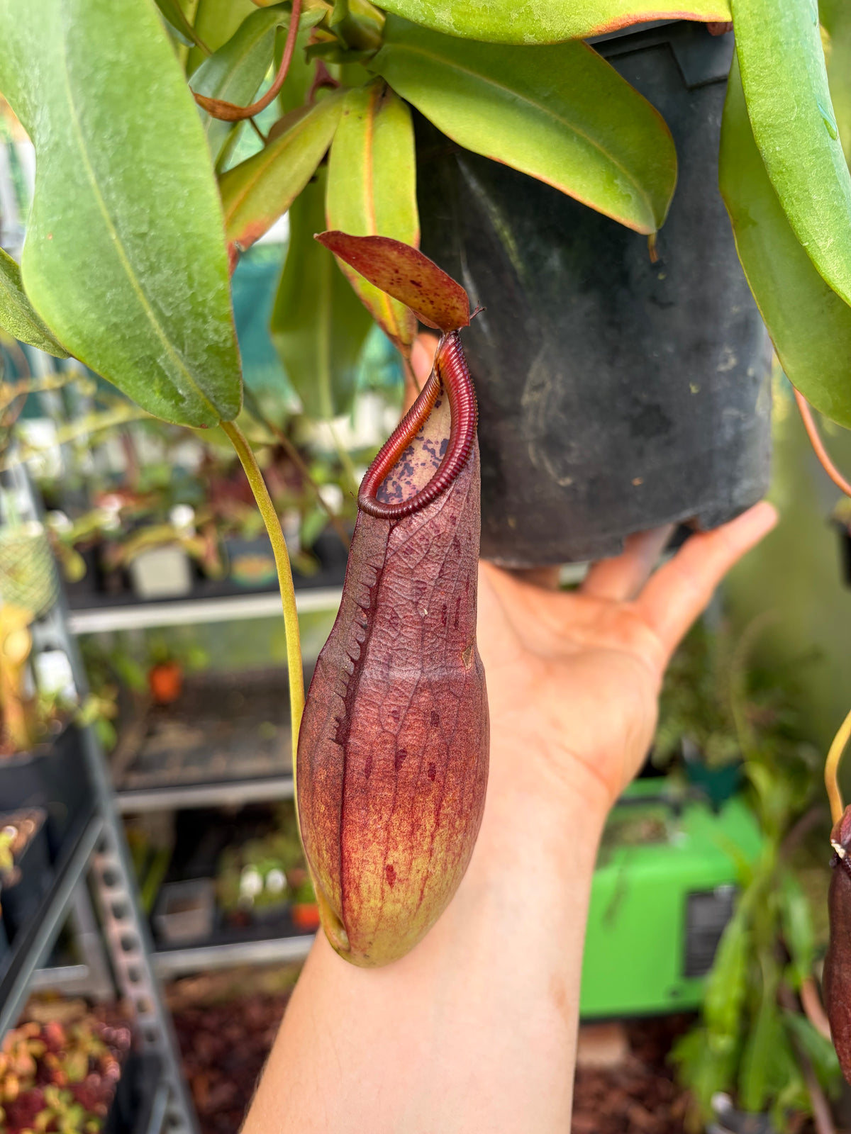 Nepenthes burkei x pitopangii 30cm+