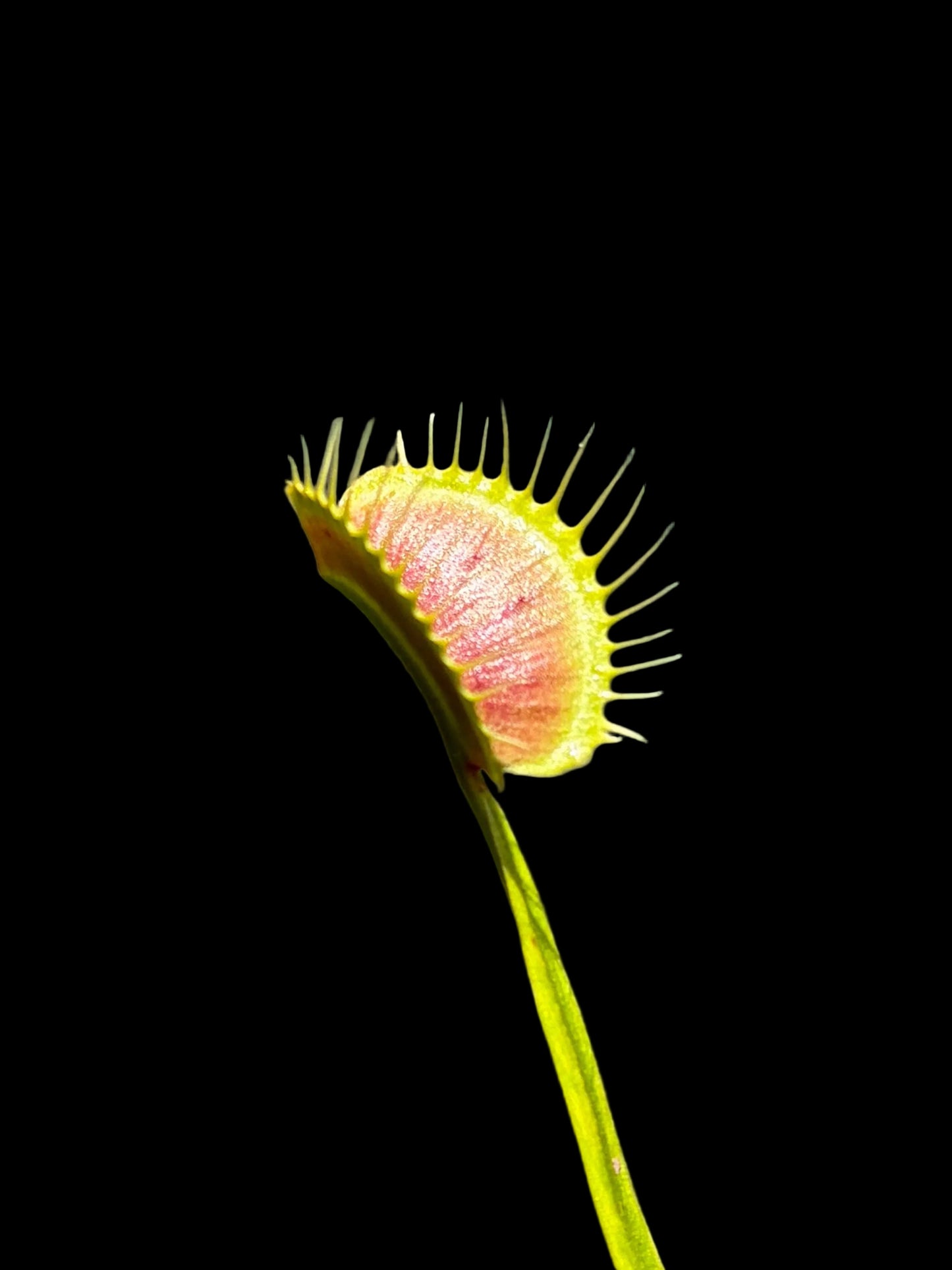 Dionaea muscipula 'Spider'