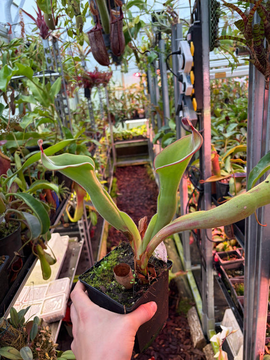 Heliamphora huberi x parva #10