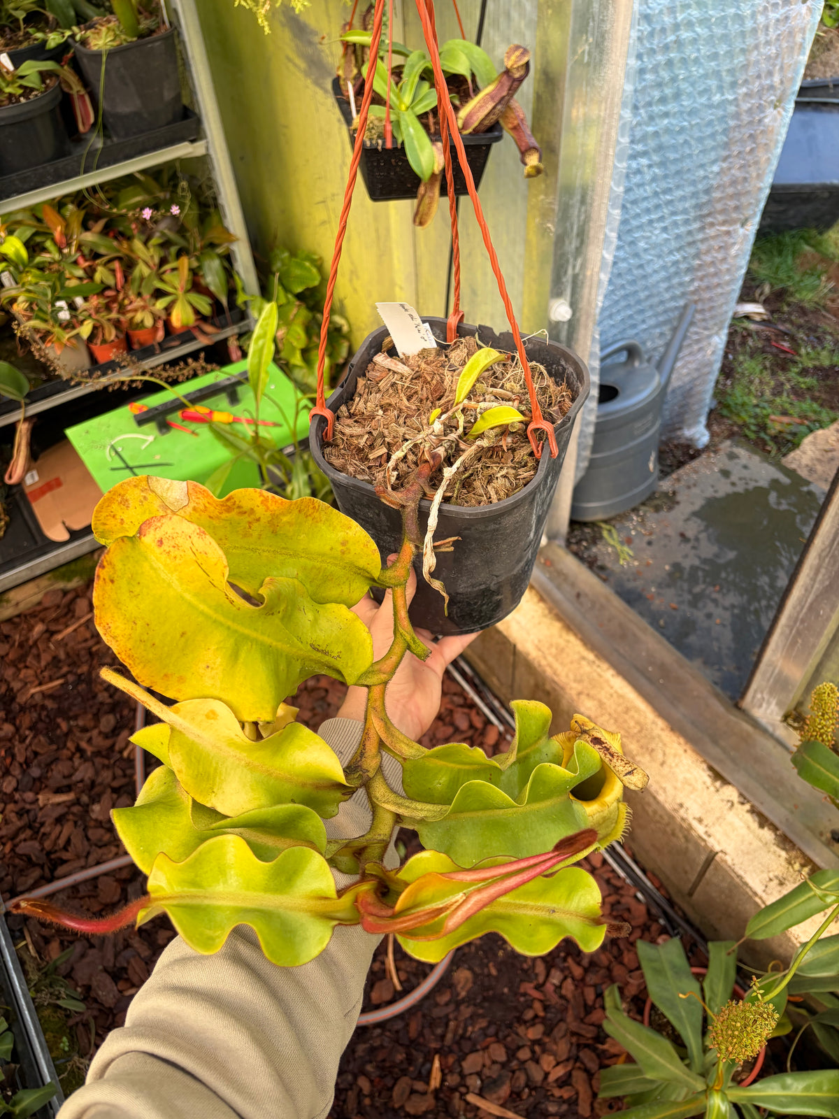 Nepenthes veitchii ‚Maliau‘