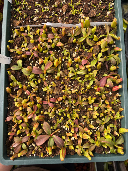 Nepenthes veitchii ‚Maliau x candy x yamada‘ 5-7cm