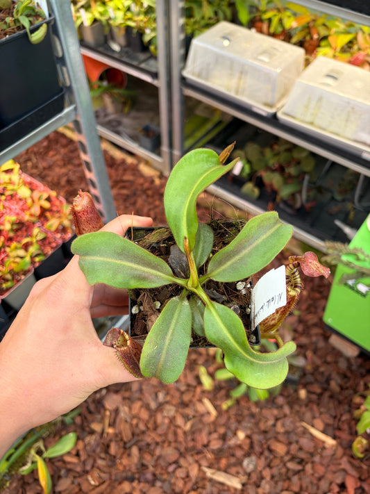 Nepenthes (lowii x veitchii) x (minima x mollis)