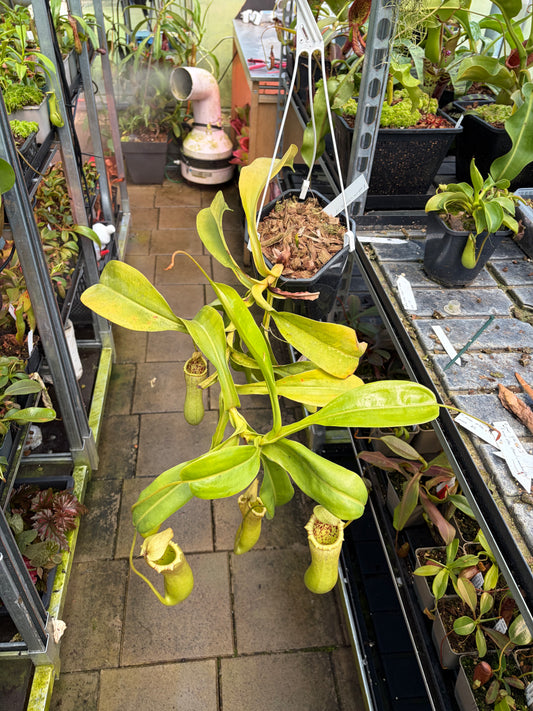 Nepenthes ventricosa x truncata CK