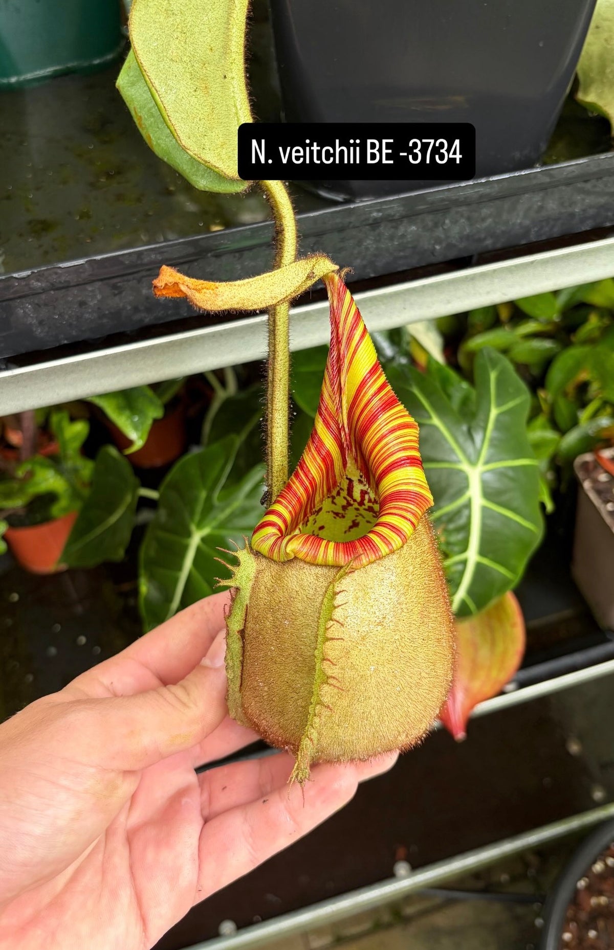 Nepenthes veitchii BE-3734 40cm