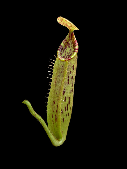 Nepenthes (veitchii x platychila) x (mollis x veitchii) 10cm