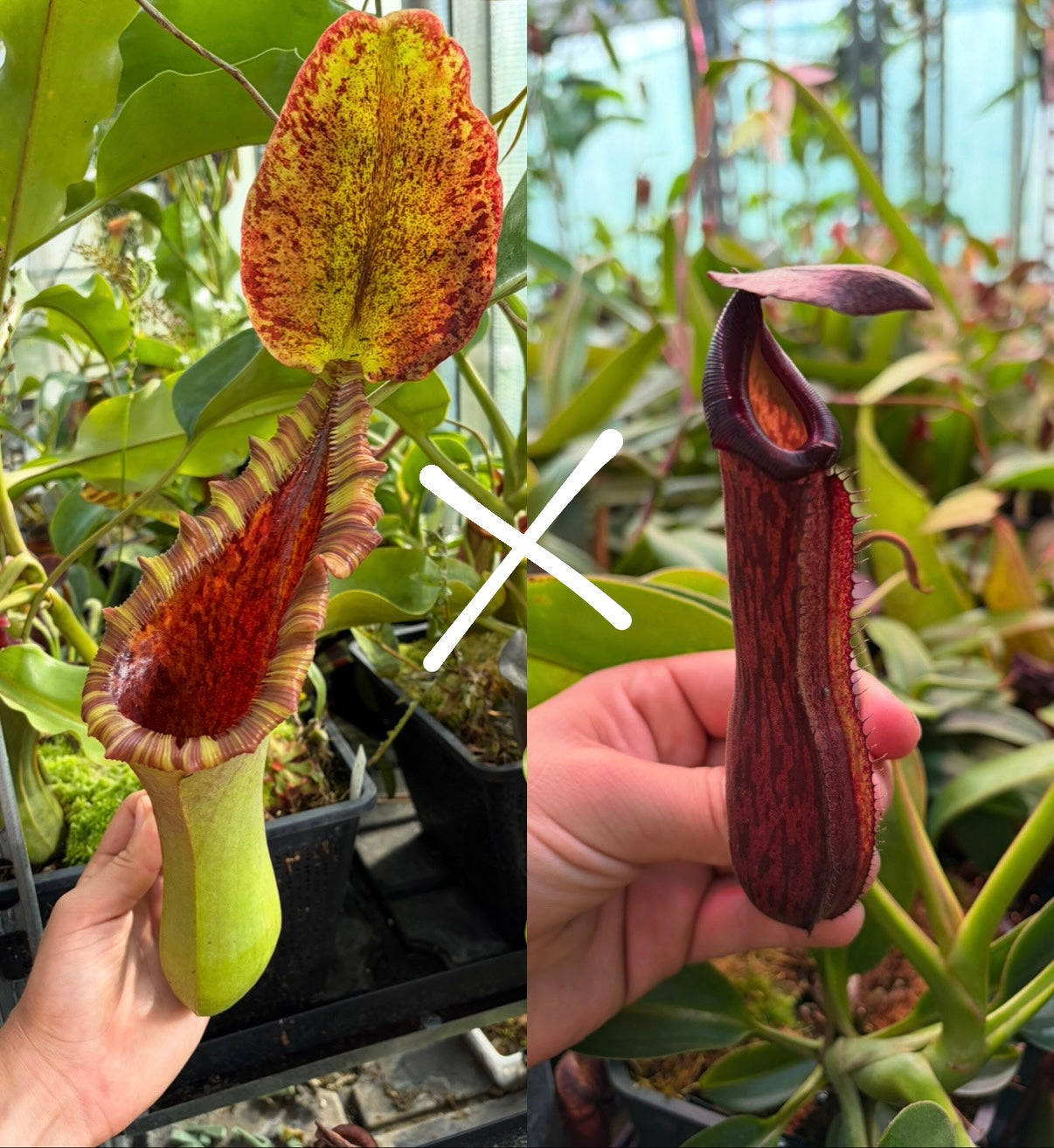 Nepenthes (lowii x truncata ‚squat‘) x boschiana 7cm