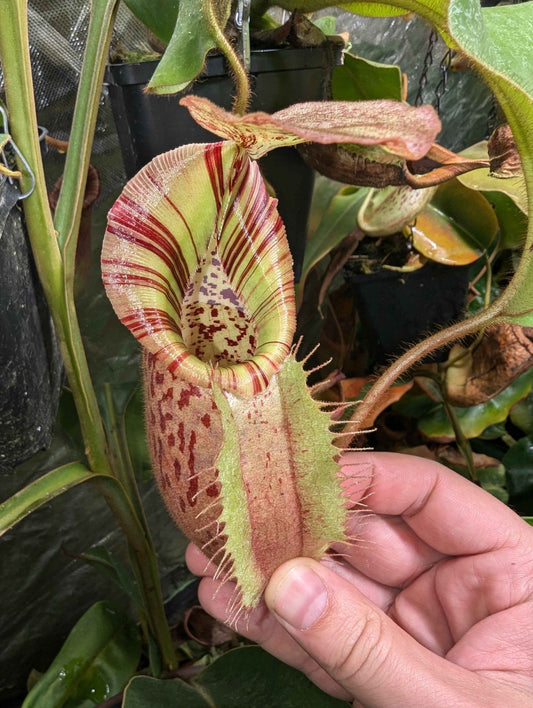 Nepenthes veitchii x (veitchii x burbidgeae) 7-10cm