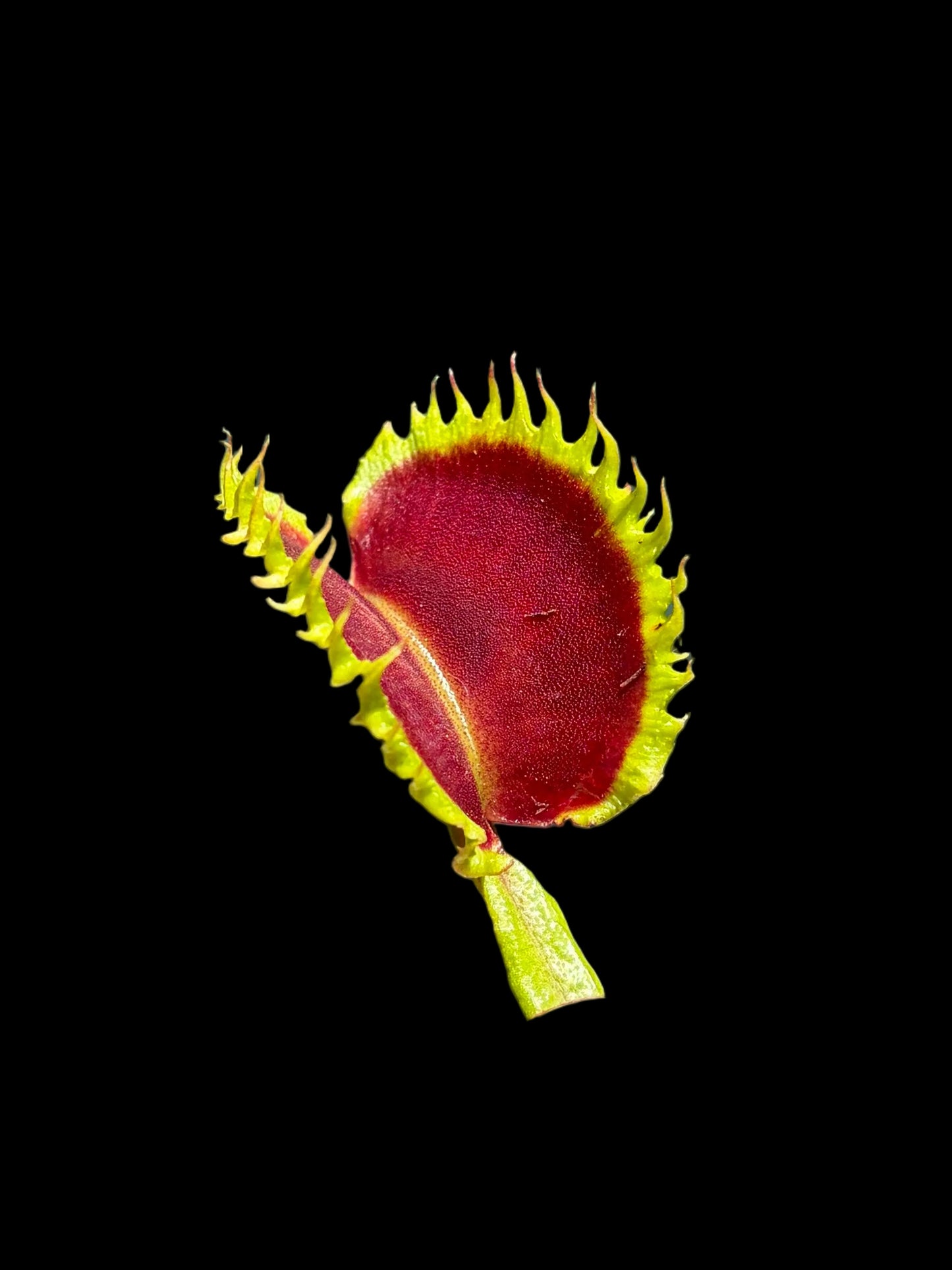 Dionaea muscipula 'Chinese Dumpling'
