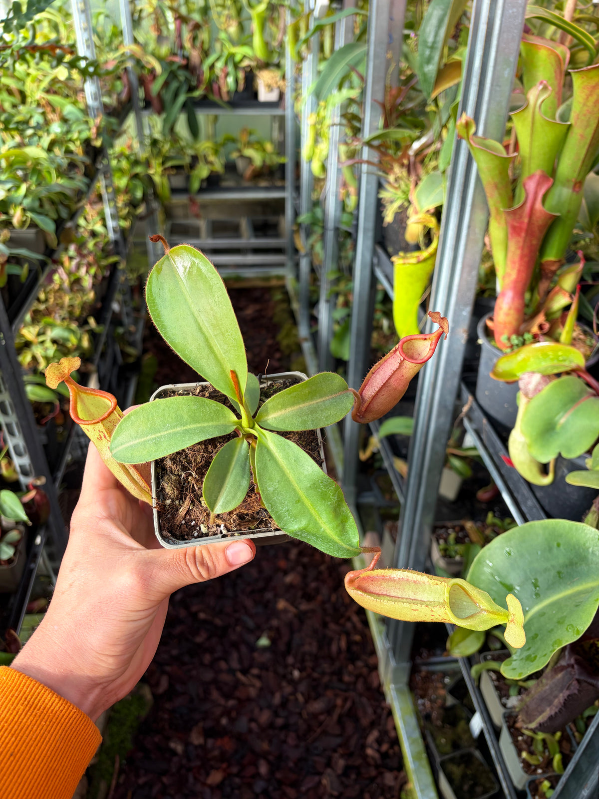 Nepenthes veitchii x mira (BE-3696) 15cm