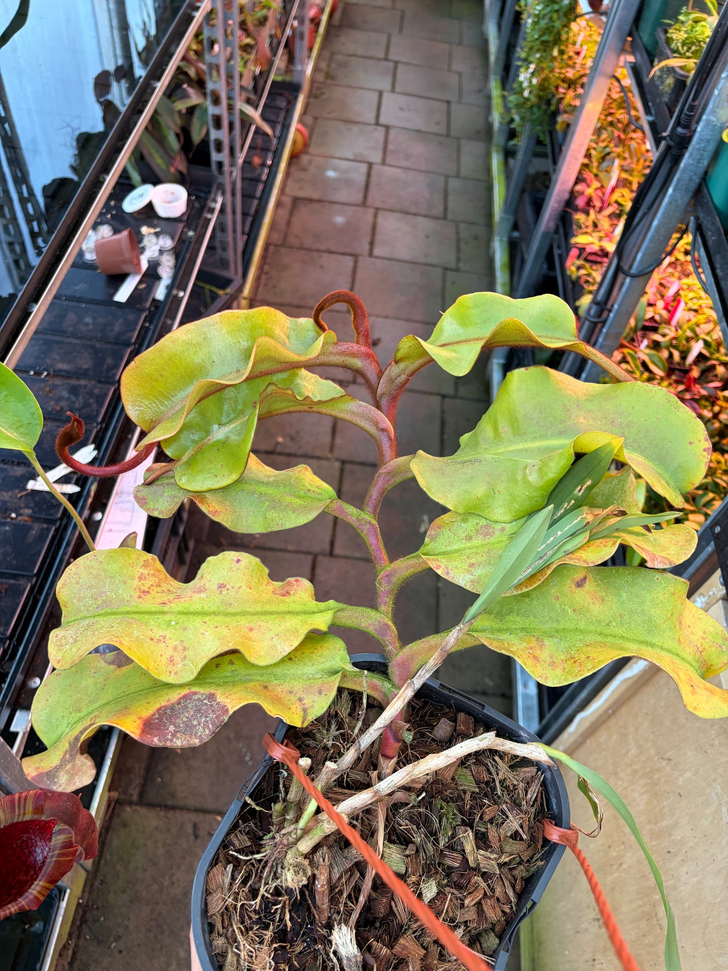 Nepenthes veitchii 'Maliau' 40cm
