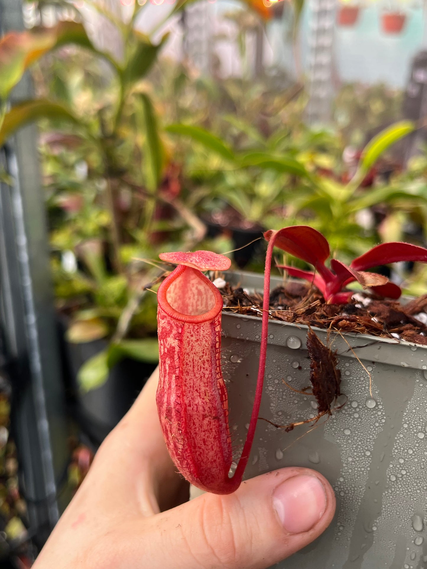 Nepenthes mira x peltata 10cm