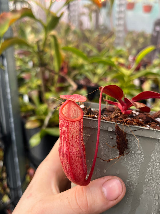 Nepenthes mira x peltata 10cm
