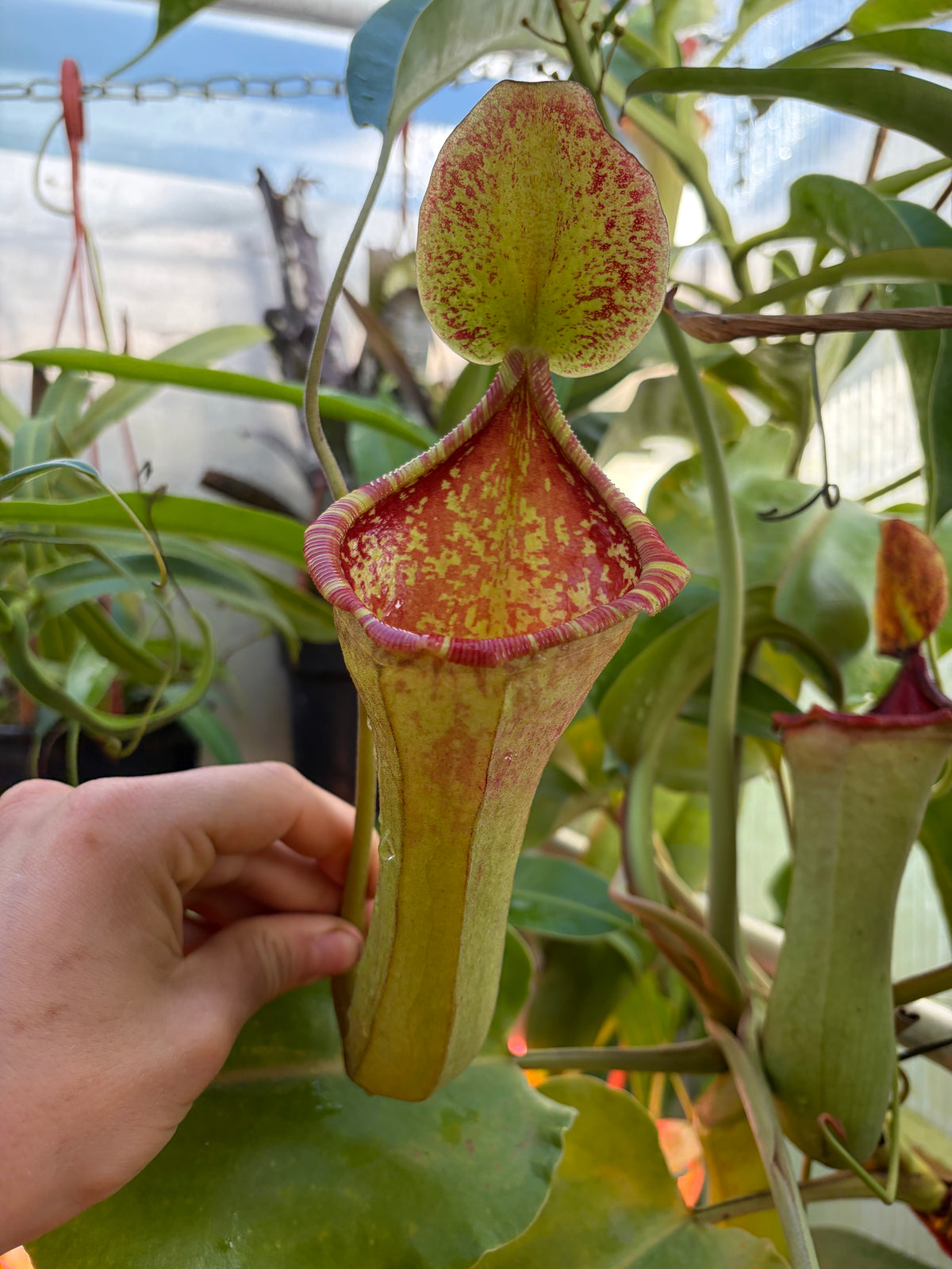 Nepenthes lowii x boschiana (BE-4067) 15cm