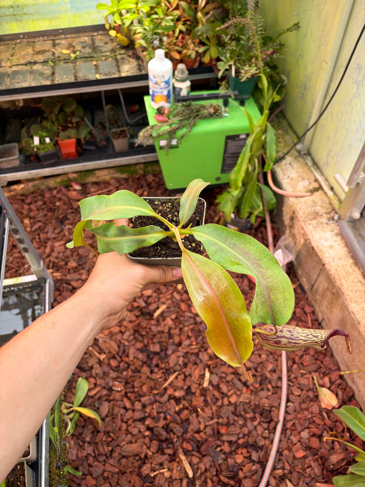 Nepenthes veitchii ‚murud x candy striped‘ x boschiana 20cm+