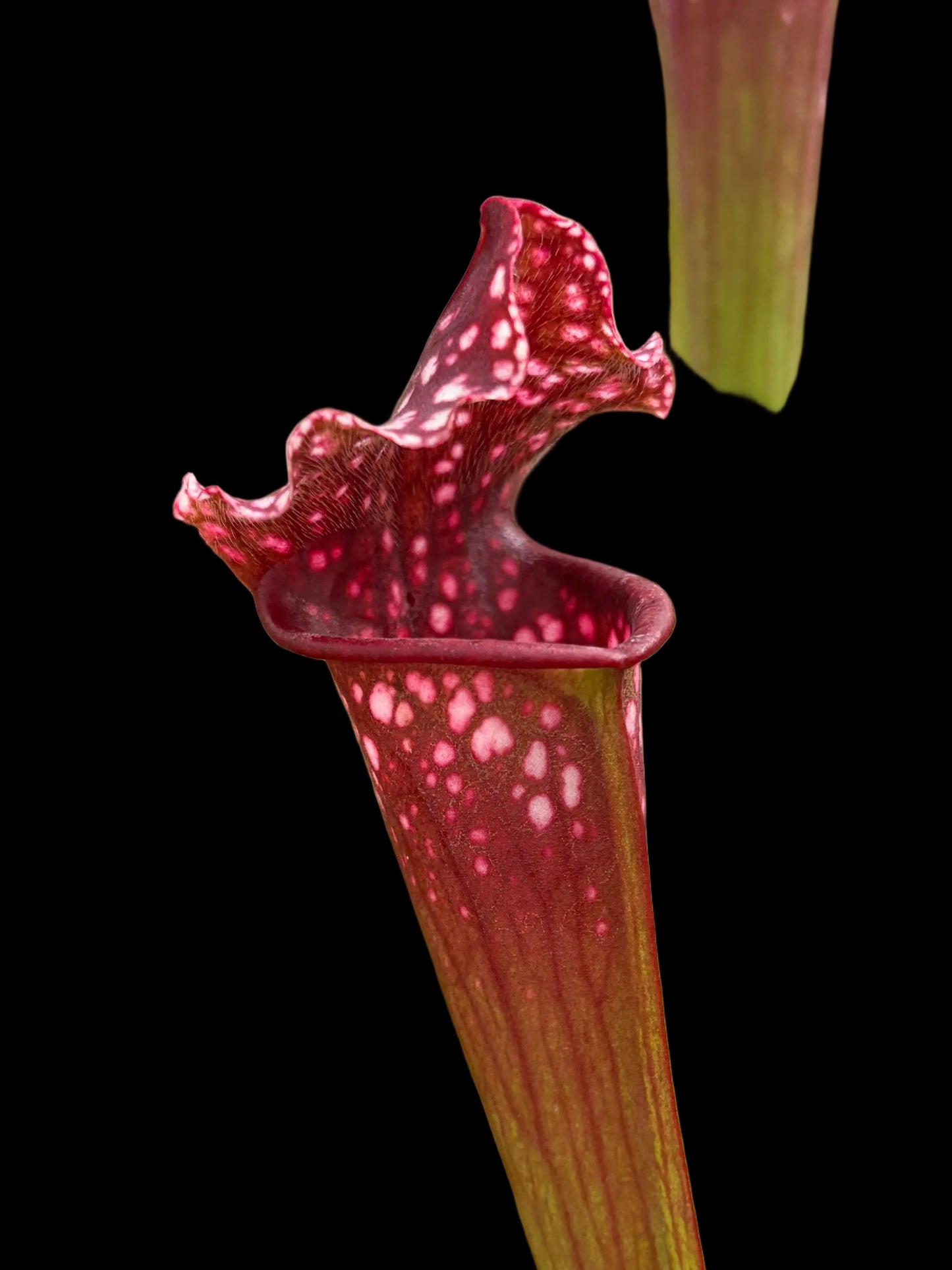 Sarracenia leucophylla ‚Bonn Hybrid‘