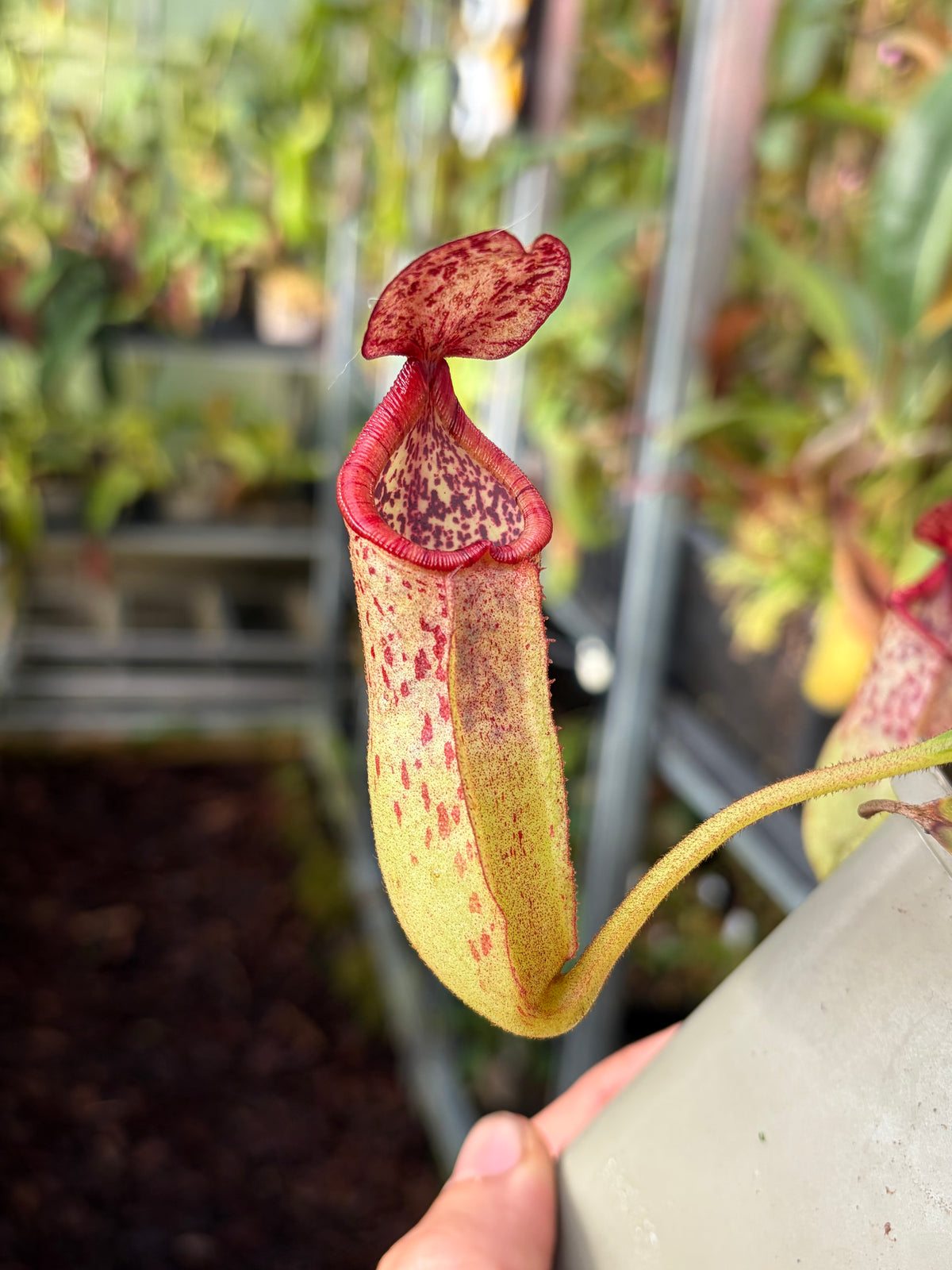 Nepenthes burbidgeae x petiolata 15cm