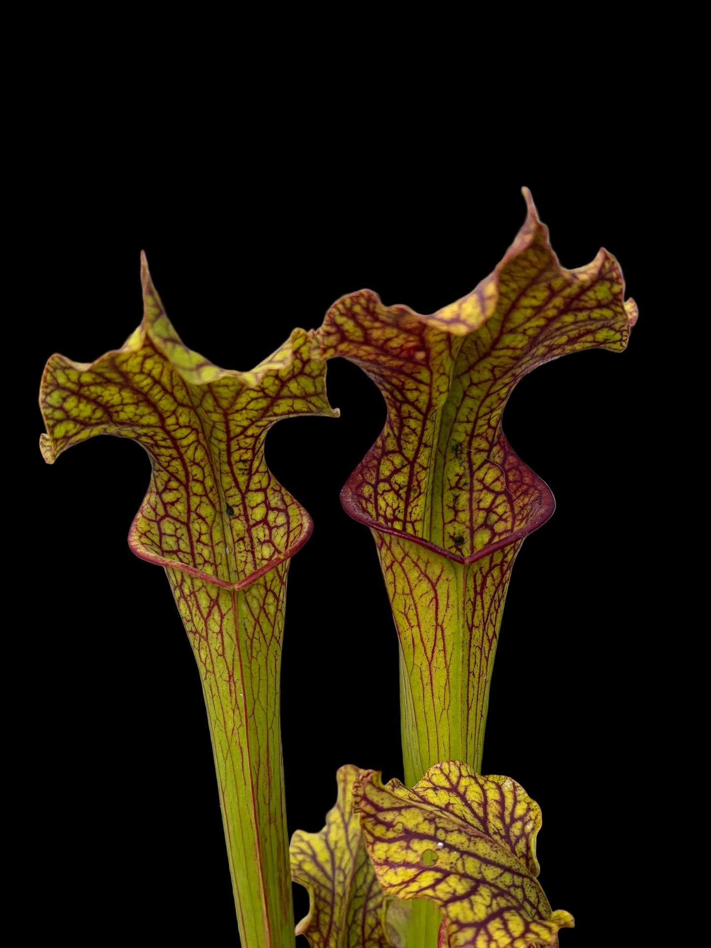 Sarracenia hybrid ‚LB010‘
