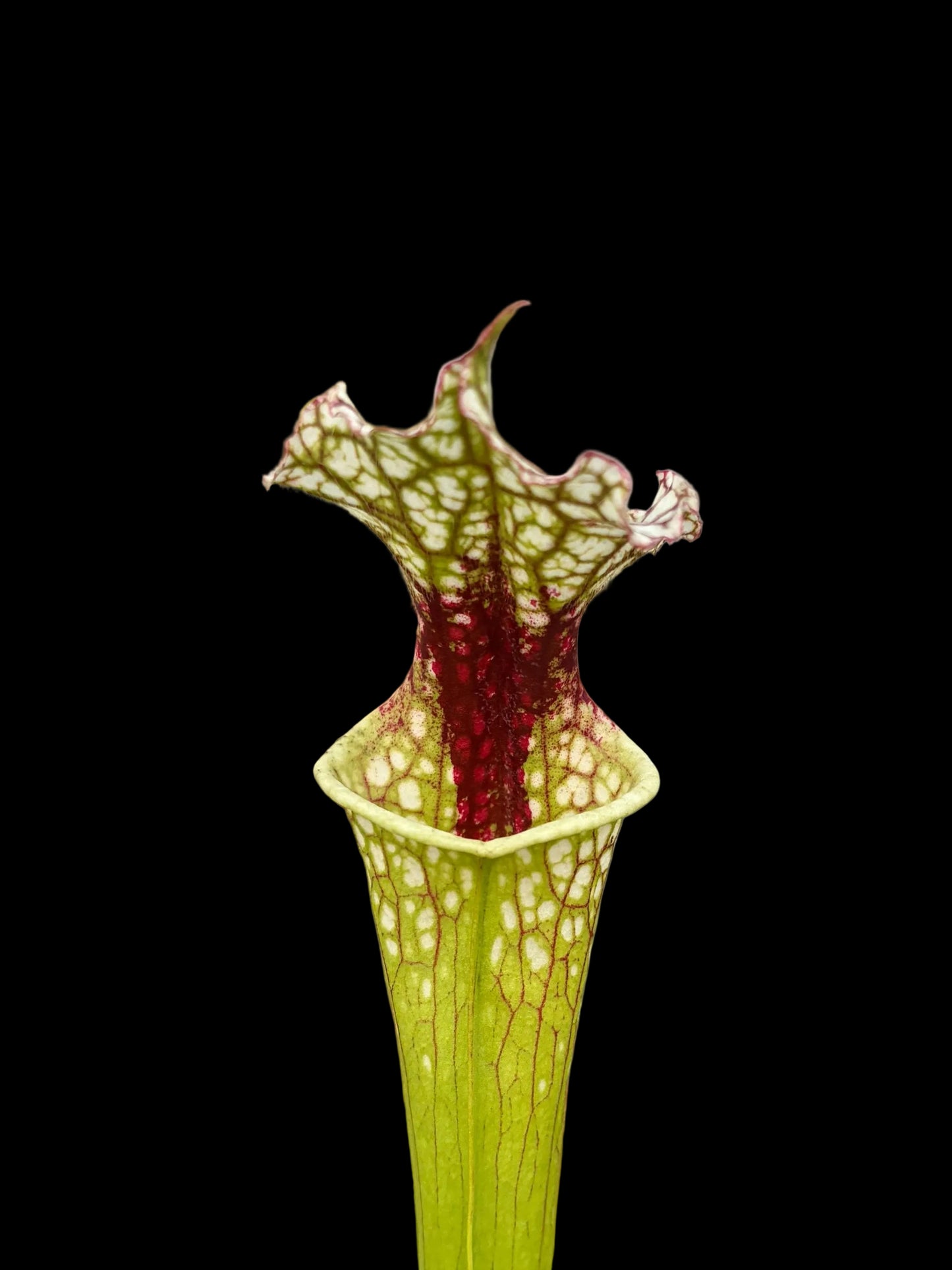 Sarracenia leucophylla S x M S4