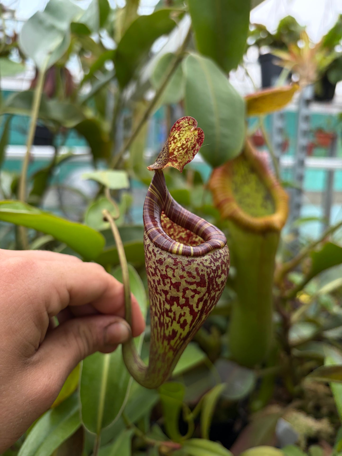 Nepenthes vogelii ‚rooted cutting‘