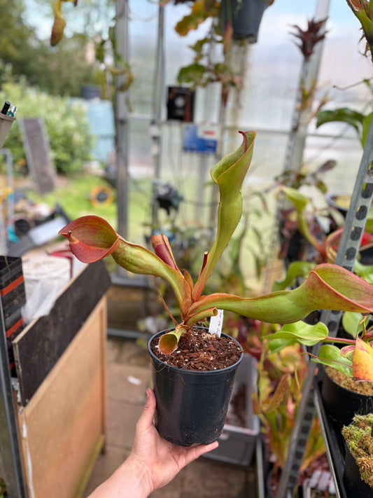 Heliamphora ionasii ‚Killer giant - Michael Schach‘ #3
