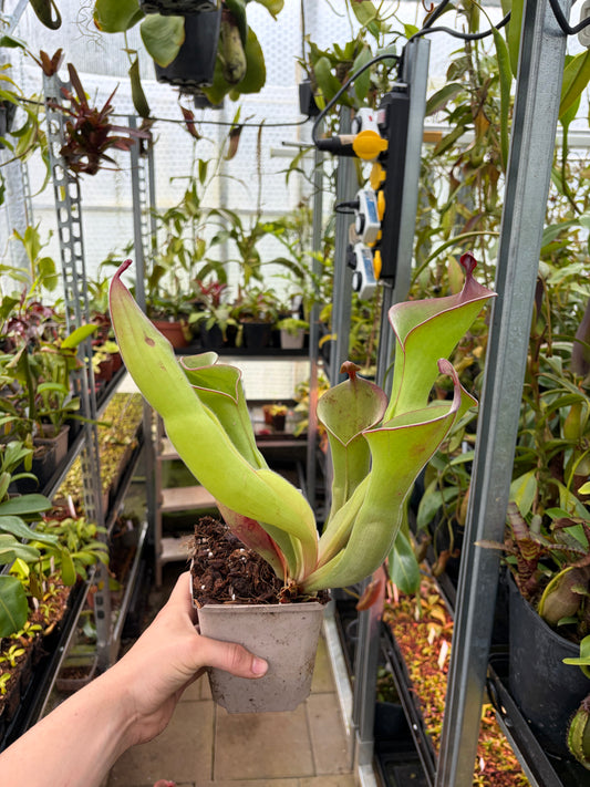 Heliamphora huberi (Anga) x parva #7