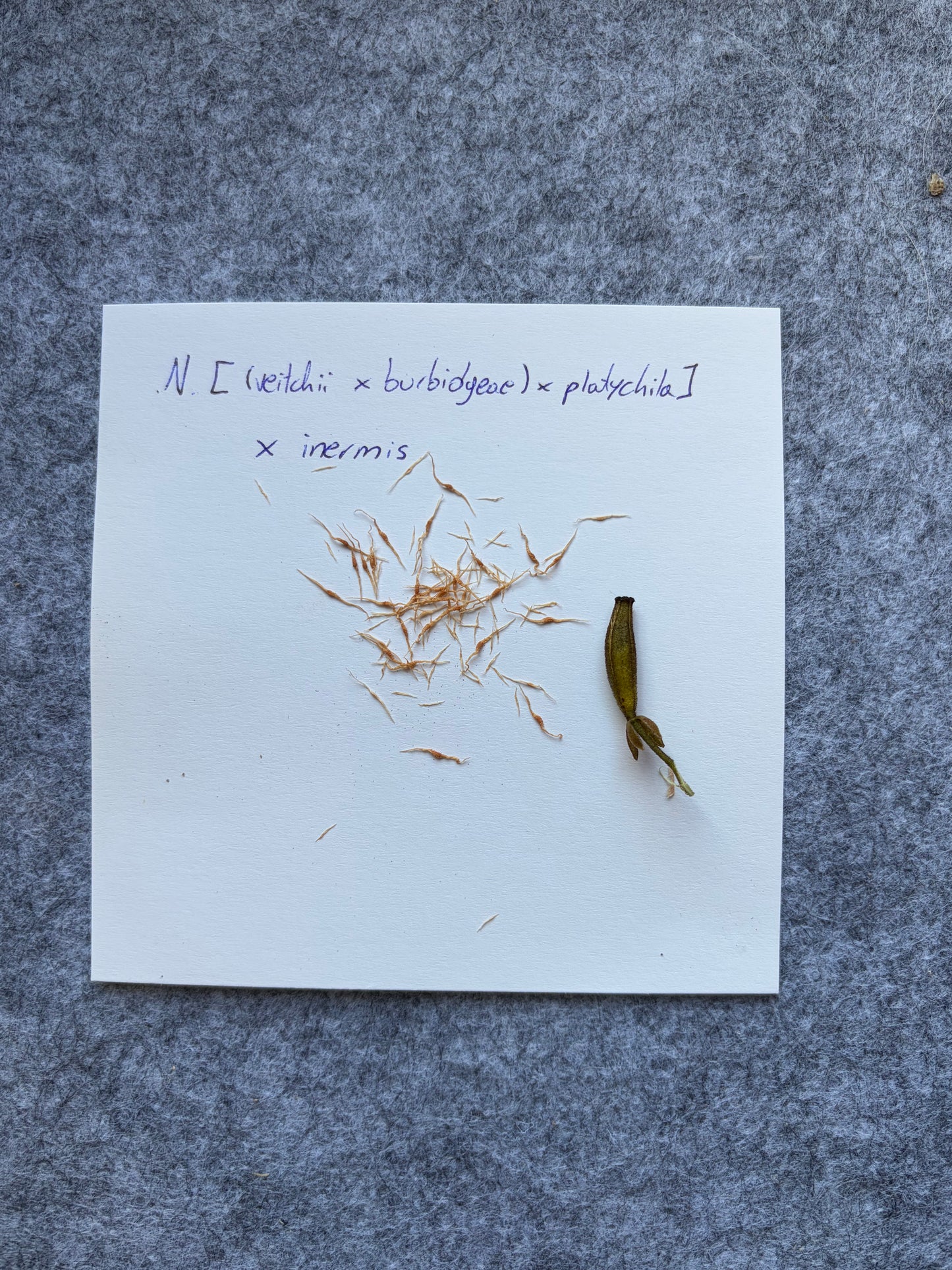 Nepenthes [(veitchii x burbidgeae) x platychila] x inermis SEEDS